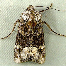 Lacinipolia davena