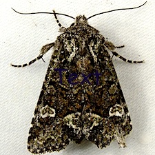 Lacinipolia comis