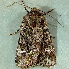 Lacinipolia comis