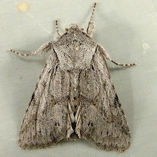 Lacinipolia patalis