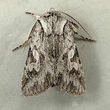 Lacinipolia patalis