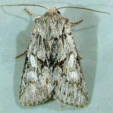 Lacinipolia patalis