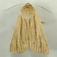 Mythimna oxygala