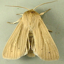 Mythimna oxygala