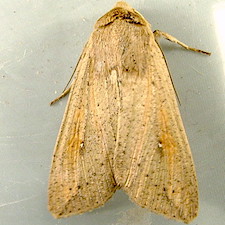 Mythimna unipuncta