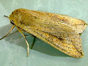 Mythimna unipuncta