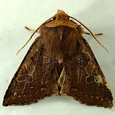 Orthosia praeses