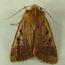 Orthosia praeses