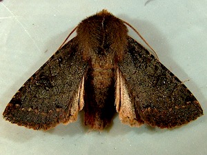 Orthosia praeses