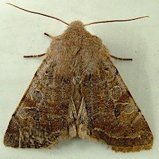 Orthosia hibisci