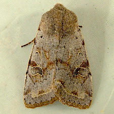 Orthosia hibisci