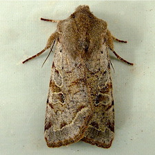 Orthosia hibisci