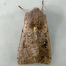 Orthosia hibisci