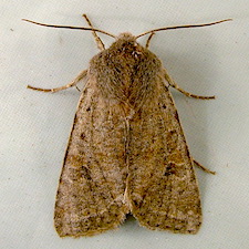 Orthosia hibisci