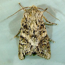 Egira cognata