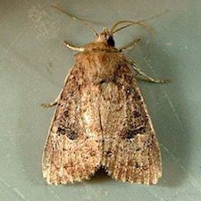 Anhimella perbrunnea