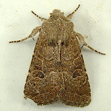 Trichopolia rufula