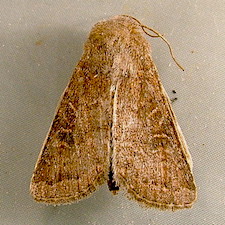 Trichopolia rufula