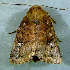 Pseudorthodes irrorata