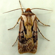 Agrotis vancouverensis