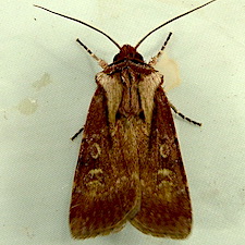 Agrotis vancouverensis