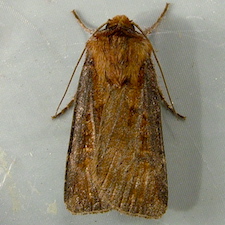 Agrotis vancouverensis