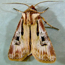 Agrotis vancouverensis