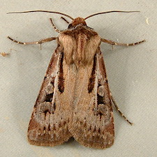 Agrotis vancouverensis