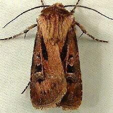 Agrotis vancouverensis