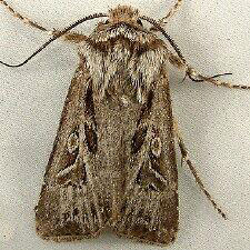 Agrotis gravis