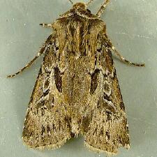 Agrotis gravis