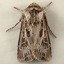 Agrotis gravis