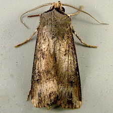 Agrotis ipsilon