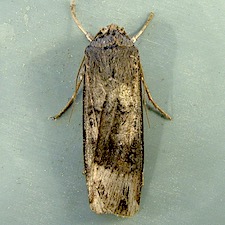 Agrotis ipsilon