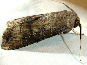 Agrotis ipsilon