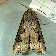 Agrotis ipsilon