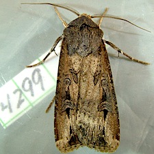 Agrotis ipsilon