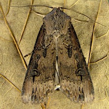 Agrotis ipsilon