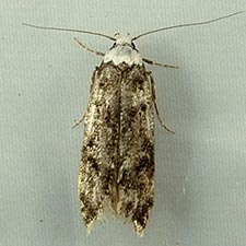 Endrosis sarcitrella