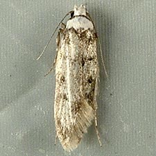 Endrosis sarcitrella