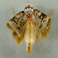 Endrosis sarcitrella