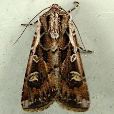 Euxoa perexcellens