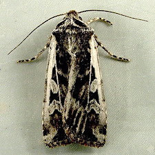 Euxoa wilsoni