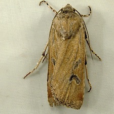 Euxoa wilsoni