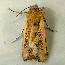 Euxoa wilsoni