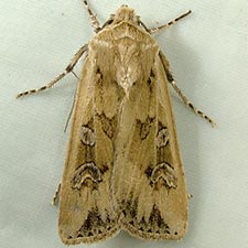 Euxoa wilsoni