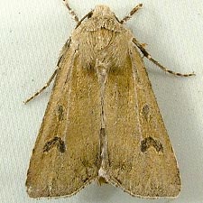 Euxoa wilsoni