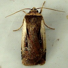 Ochropleura implecta