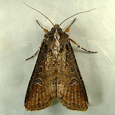 Peridroma saucia