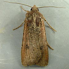 Peridroma saucia